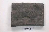 藏品(石膏仿製標本)的圖片